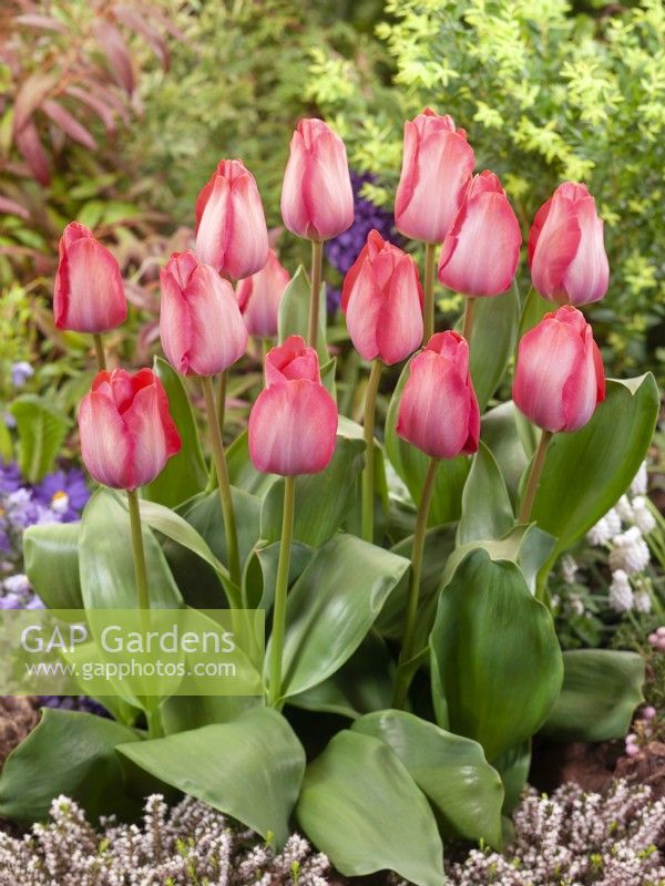 Tulipa Darwin Hybride Pink Sound, spring May