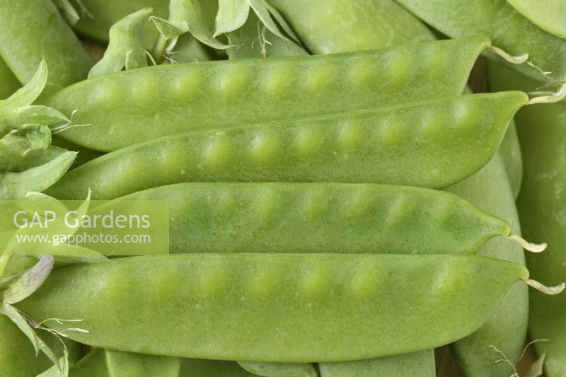 Pisum sativum  'Carouby de Maussane'  Picked mangetout pea pods  July