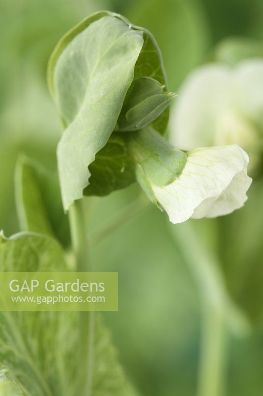 Pisum sativum  'Alderman'  Pea flower  July
