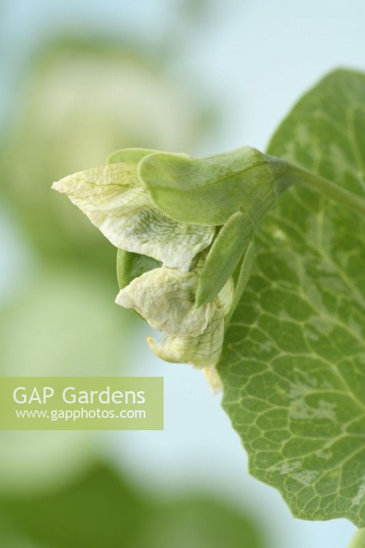 Pisum sativum  'Alderman'  Pea pod starting to grow as flower dies  July