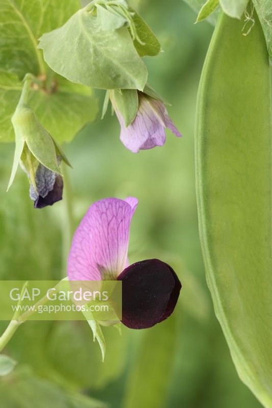 Pisum sativum  'Carouby de Maussane'  Mangetout pea pod and flower  July


