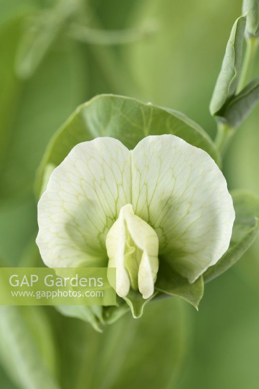 Pisum sativum  'Alderman'  Pea flower  July