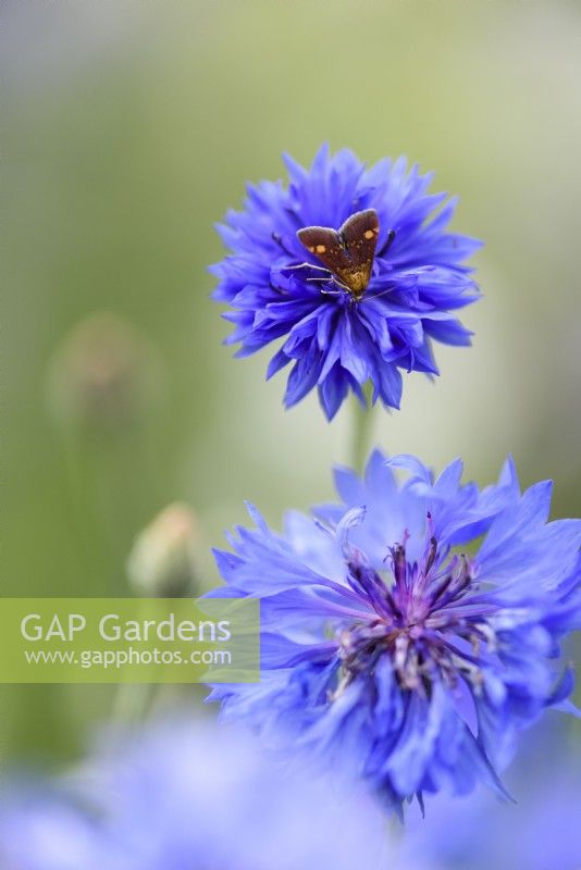 Pyrausta aurata, the mint moth or Small Purple and Gold, on a blue cornflower, Centaurea cyanus, in July