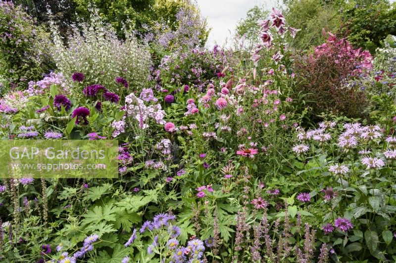 Colour themed border in a small country garden in July including dahlias and monardas.