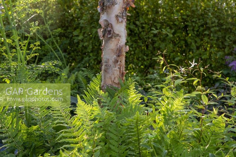 Betula nigra tree underplanted with ferns Dryopteris filix-mas on The SSAFA Garden RHS Chelsea Flower Show 2022 - Designed by Designer Amanda Waring - Built by Arun Landscapes - Sponsored by CCLA 