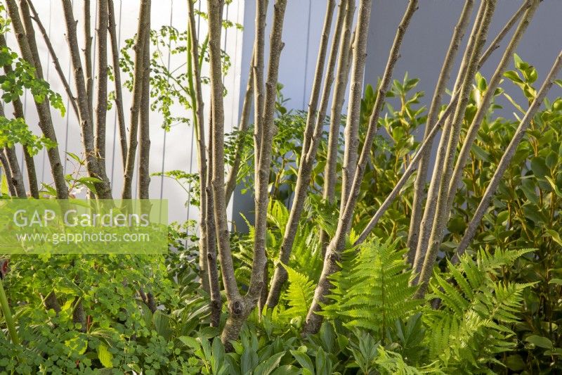 Multi stemmed Rhamnus Frangula 'Asplenifolia' with underplanting of ferns The SSAFA Garden RHS Chelsea Flower Show 2022 - Designed by Designer Amanda Waring - Built by Arun Landscapes - Sponsored by CCLA 

