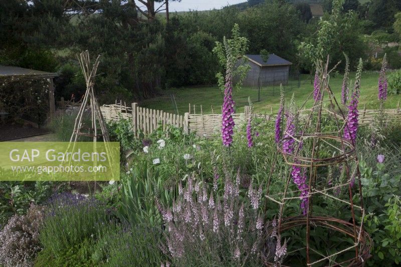 Herbaceous planting in raised beds with a mixture of flowers and vegetables. Cottage garden favourites including Digitalis purpurea - Foxglove, Lavandula 'Hidcote' - Lavender,   Papaver 'Bridal Silk', Allium 'Purple Sensation',
 Linaria 'Canon Went', Thyme and deep pink flowering Broad Bean.Willow and  Hazel wigwams and woven hurdle fence.
