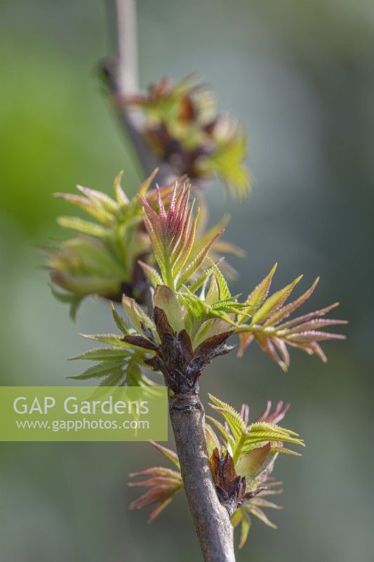 Budding leaves of Sorbaria sorbifolia 'Sem' (PBM) in early  Spring - February