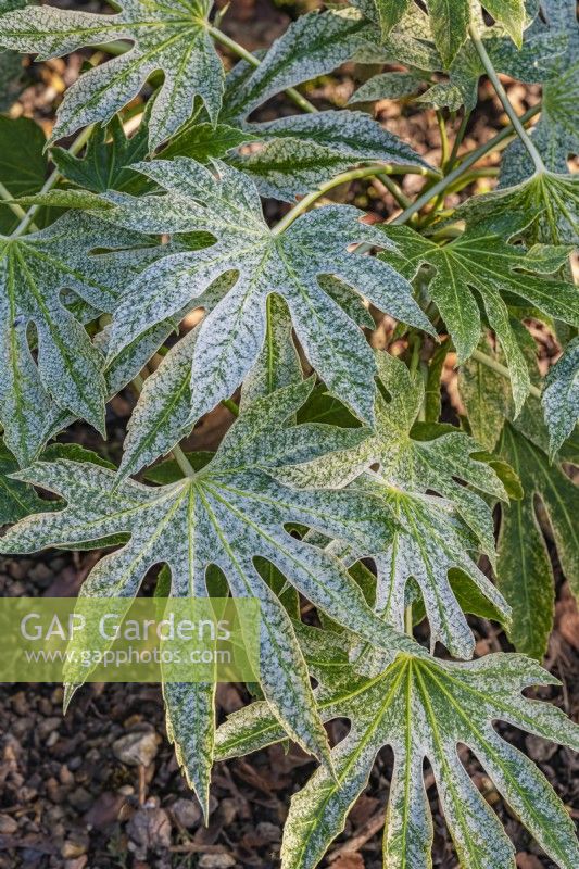 Fatsia japonica 'Spider's Web' leaves in Spring - February