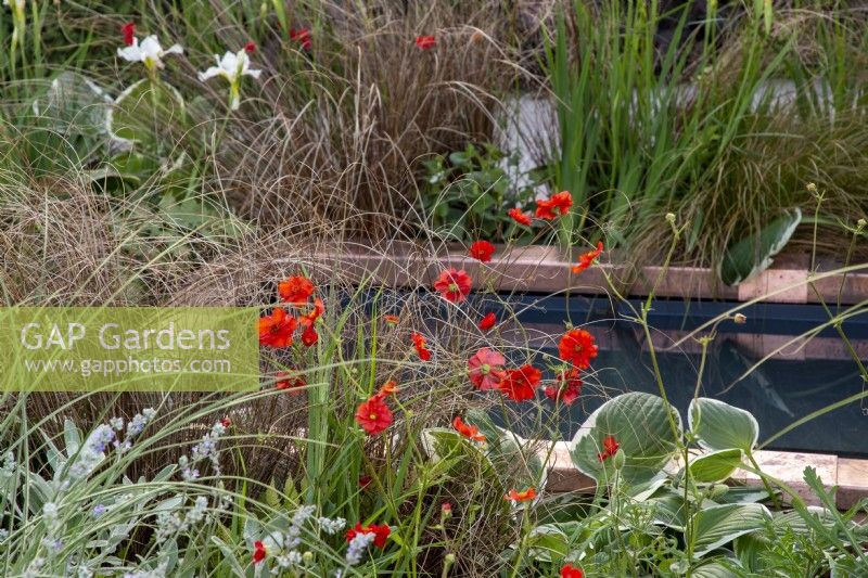 Small pond water feature with flower borders of Geum 'Mrs J Bradshaw', Hosta 'Francee', Carex testacea 'Prairie fire on The SSAFA Garden RHS Chelsea Flower Show 2022 - Designed by Designer Amanda Waring - Built by Arun Landscapes - Sponsored by CCLA 