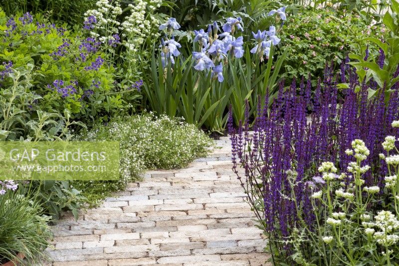 Clay brick paving path with flower borders planted with Salvia nemerosa 'Caradonna', Geranium endressii 'Wargrave Pink' and Baptisia australis 'Blueberry Sundae' on The RNLI Garden - RHS Chelsea Flower Show 2022 Designer Chris Bradshaw       