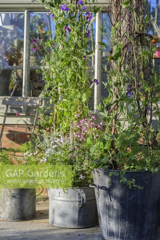 Alitex Greenhouse , entrance framed by Sweet Peas in large pots,  grown at Torberry Farm at RHS Hampton Court Palace Garden Festival 2022 