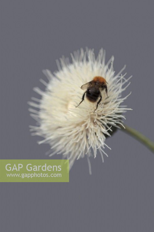 Bee on Serratula bulgarica on grey background- syn. Klasea  bulgarica