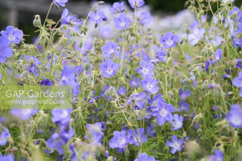 Geranium Brookside