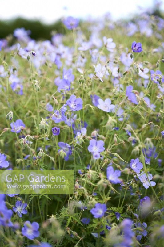 Geranium Brookside