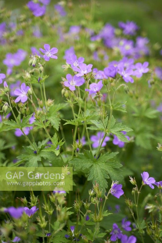 Geranium Sylvaticum Mayflower