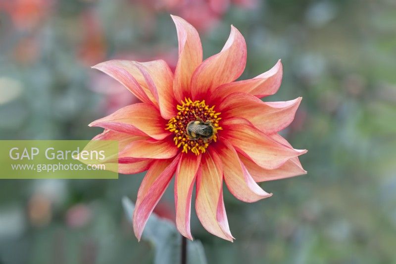 Dahlia 'Waltzing Mathilda' - September