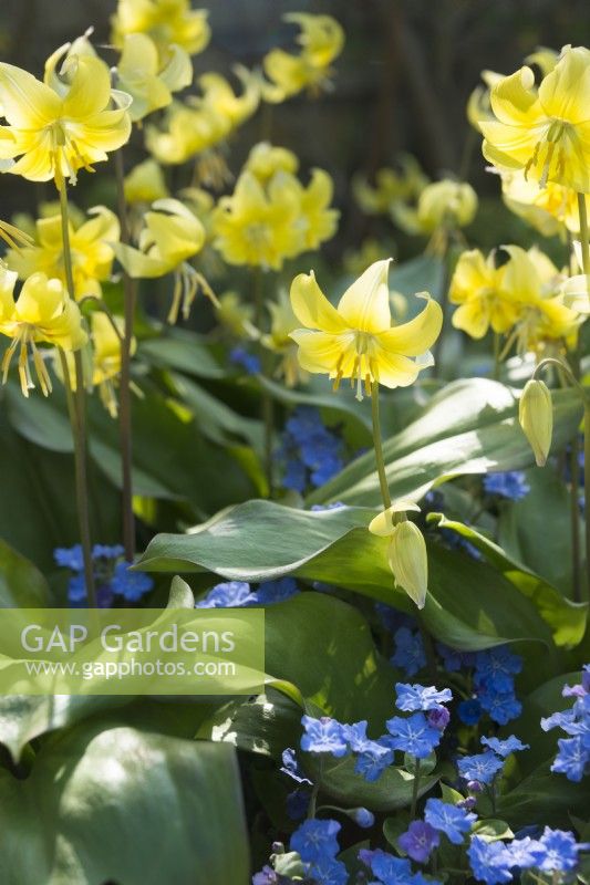 Erythronium 'Pagoda' - Dog's Tooth Violet - with Omphalodes cappadocica 'Cherry Ingram' - April.