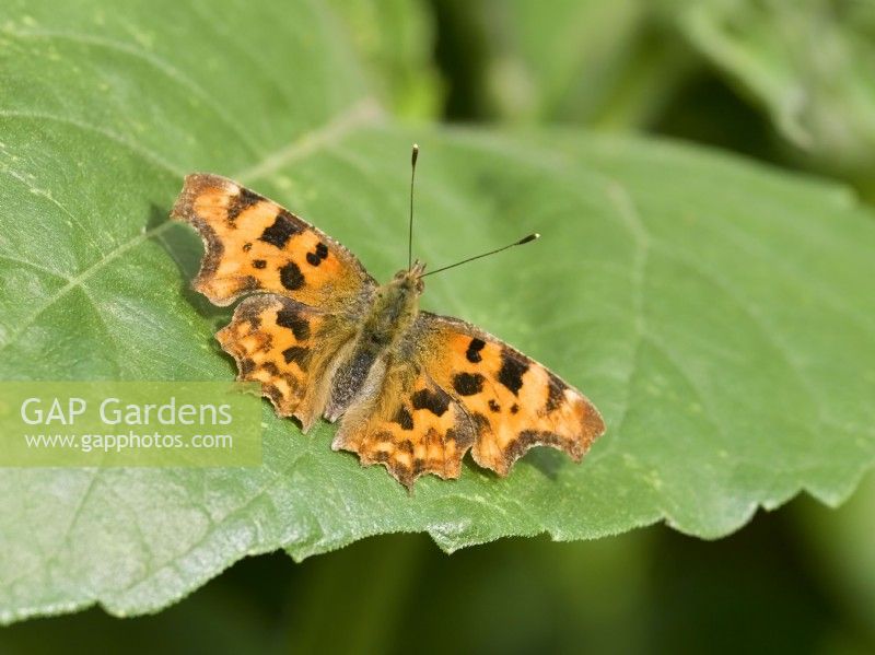 Polygonia c-album - Comma Butterfly sunning on leaf