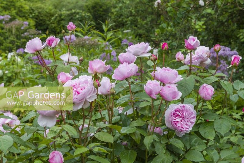 Rosa 'Olivia Rose Austin' - syn. 'Ausmixture' growing in a border. June.