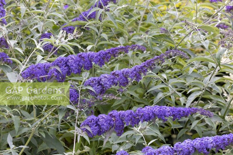 Buddleja davidii Nanho Blue, summer July