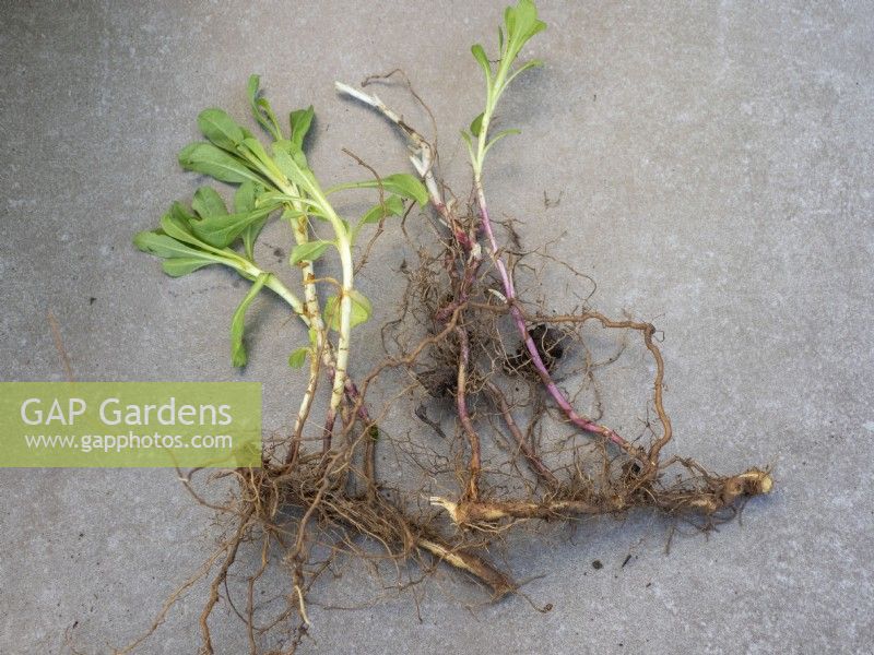 Erigeron glaucus - rooted cuttings for new plants.