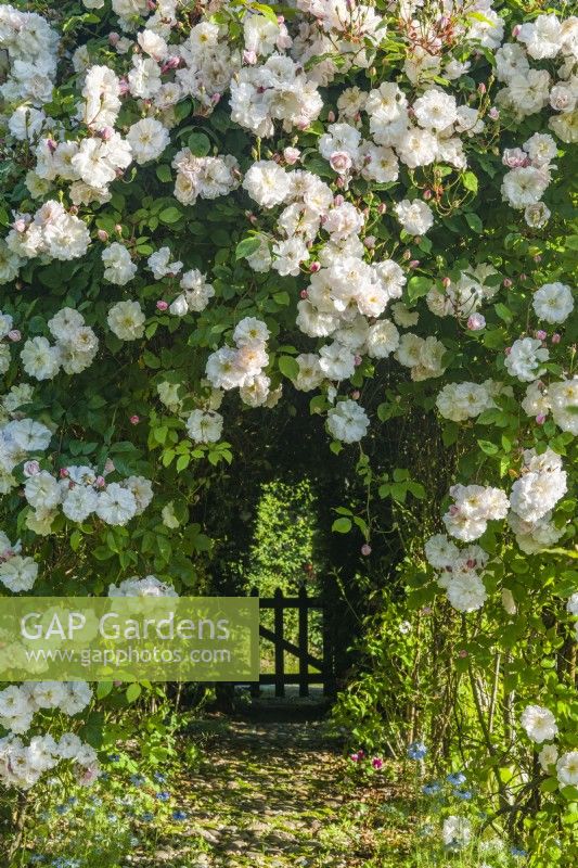 View of Rosa 'Adelaide d'Orleans'. Lightly scented rambling rose
 trained on a pergola over a path leading to a garden gate in a hedge. June