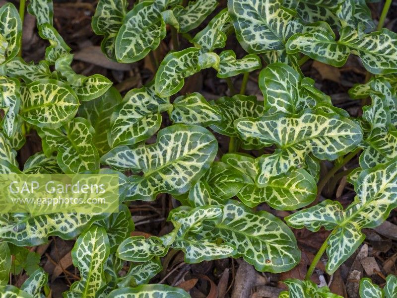 Arum italicum foliage January