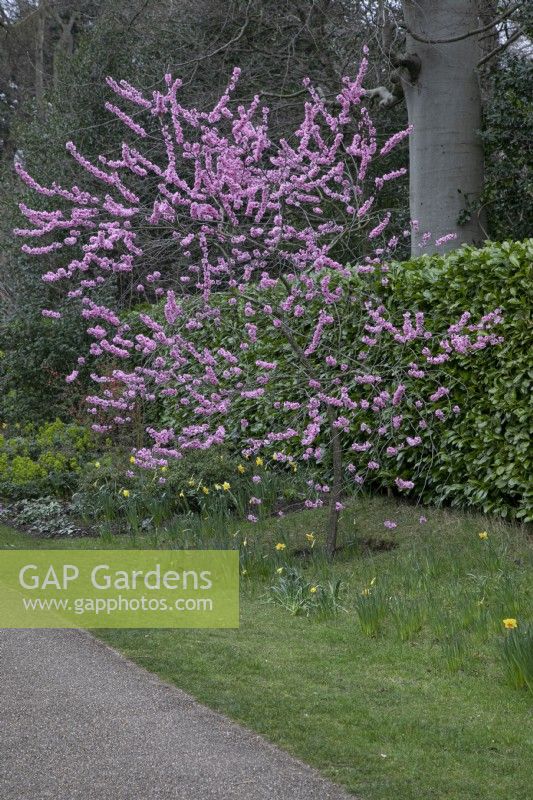 Prunus cerasifera 'Spring Glow' at Winterbourne Botanical Gardens - March