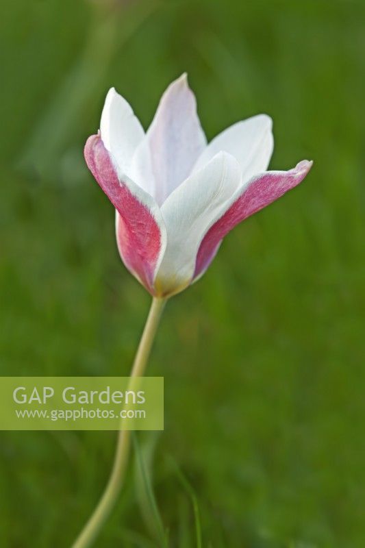 Tulipa 'Lady Jane' - April 