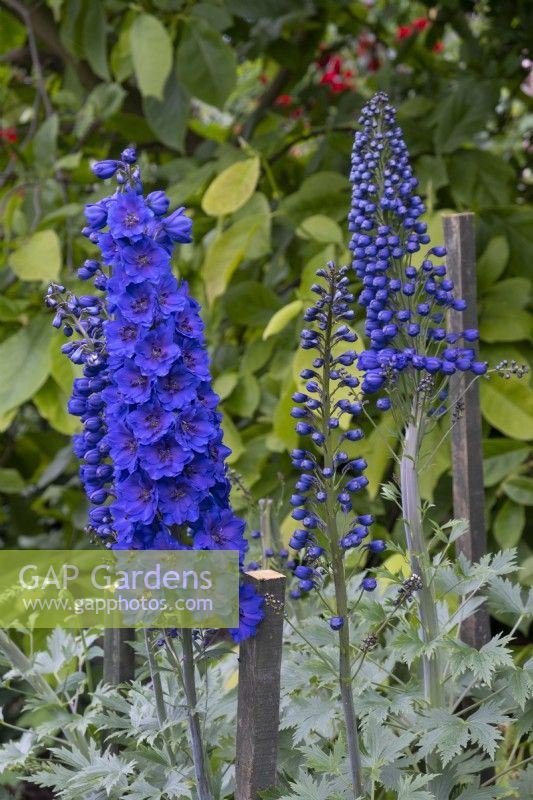 A dark blue Delphinium in a border at Renishaw Hall and Gardens.