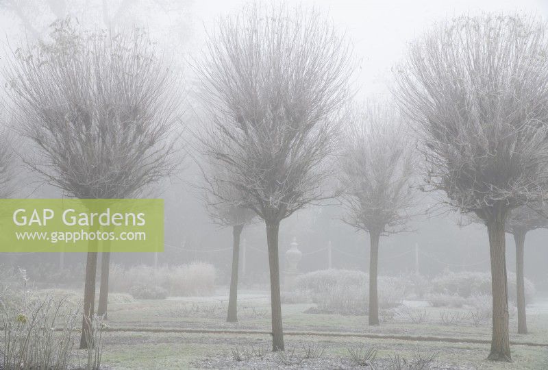 Frosted Robinia pseudoacacia 'Umbraculifera' in the Italian Garden at Chiswick House and Gardens.