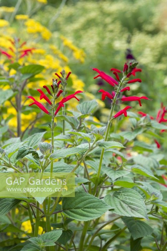 Salvia elegans - pineapple-scented sage. Closeup of flowers in June.