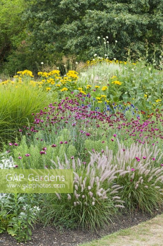 Herbaceous island bed with Pennisetum orientale - oriental fountain grass, Dianthus carthusianorum, Eryngium giganteum, Echinops ritro - globethistle and Inula magnifica. June