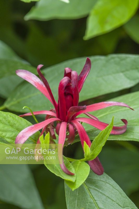 Calycanthus occidentalis - western spice bush, California allspice,  western sweetshrub. Close up of scented flower and aromatic cinnamon scented foliage in June.