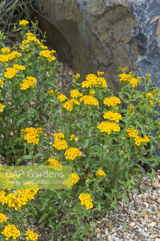 Tagetes lucida - sweet mace, Mexican tarragon growing in rock garden with gravel mulch. June