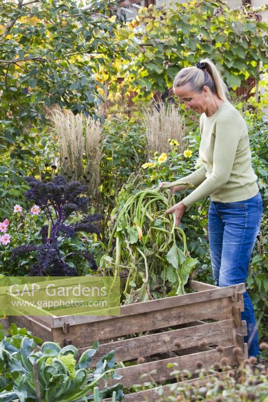 Woman composting spent courgette at the end of the growing season.