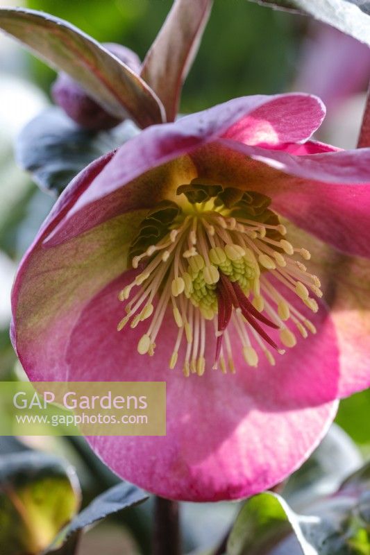 Helleborus x hybridus 'Penny's Pink'