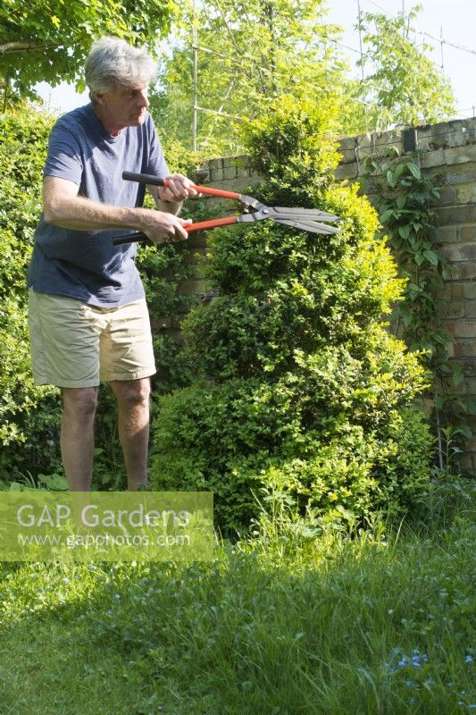 Man Pruning Box topiary spiral - Buxus sempervirens - April.