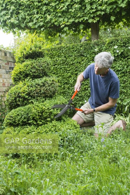 Man Pruning Box topiary spiral - Buxus sempervirens - April.