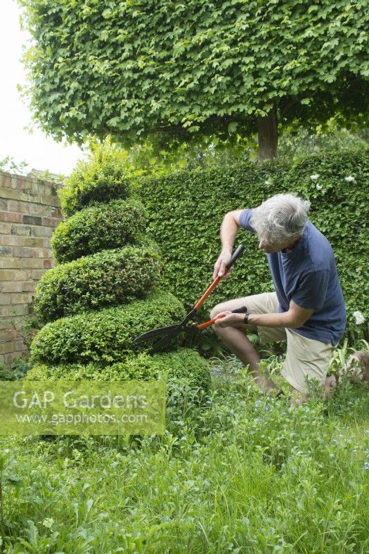 Man Pruning Box topiary spiral - Buxus sempervirens - April.