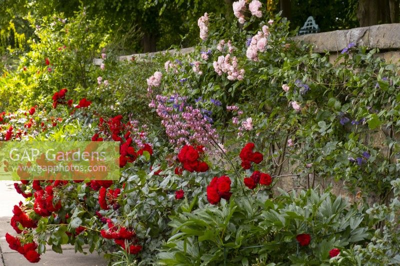 Clusters of of Rosa Europeana, Rosa 'Bonica'  and Lillium martagon - Turk's Cap Lily in a border  next to a stone wall at Renishaw Hall Gardens.