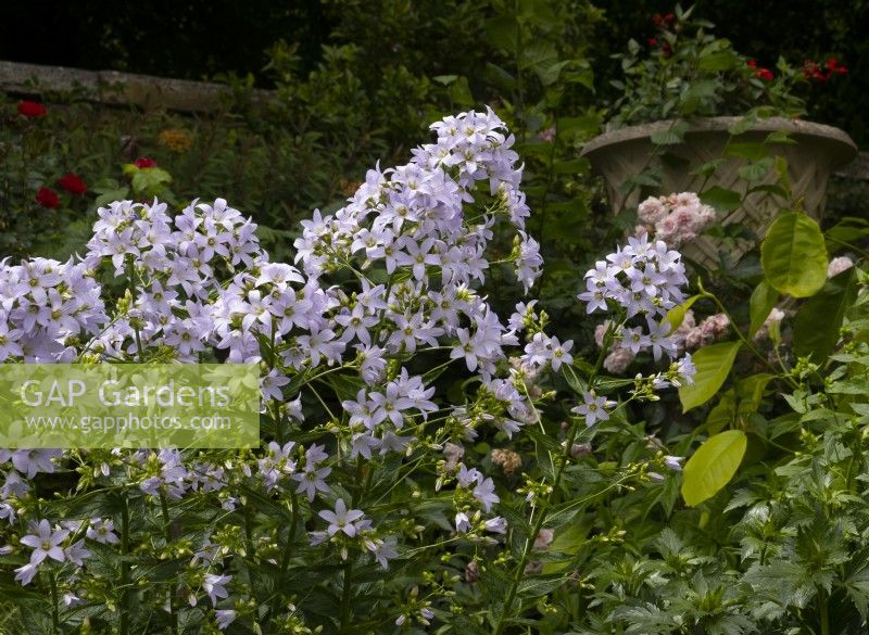 Campanula lactiflora 'Pritchard's Variety'  in a border at Renishaw Hall.