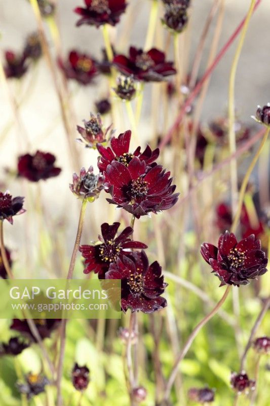 Cosmos atrosanguineus Black Magic, autumn September