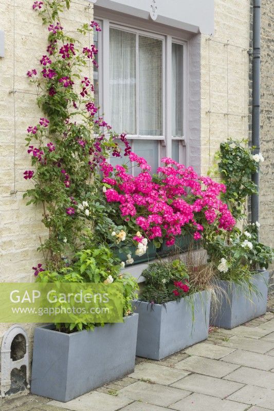 Troughs placed on the pavement and window boxes in front of a Victorian terraced house filled with colourful plants. Clematis 'Madame Julia Correvon', pelargoniums, roses and grasses. June