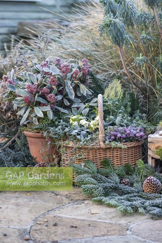 Wicker basket containing Ivy, Heather, Helleborus, Leylandii and Fern with skimmia japonica in terracotta pot
