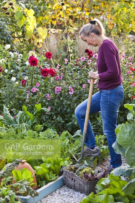 Woman digging up carrots from raised bed.