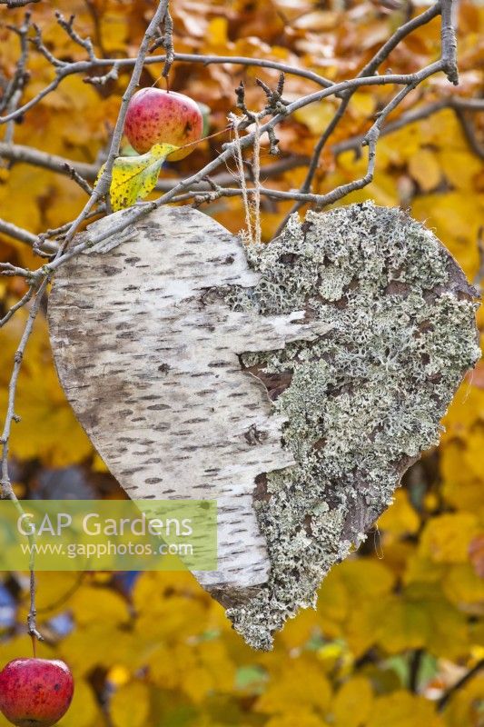 Birch and lichens heart hanging from tree.