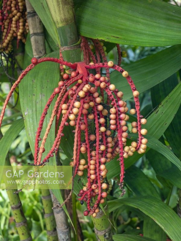 Pinanga coronata - palm seeds in mid February Canary Islands