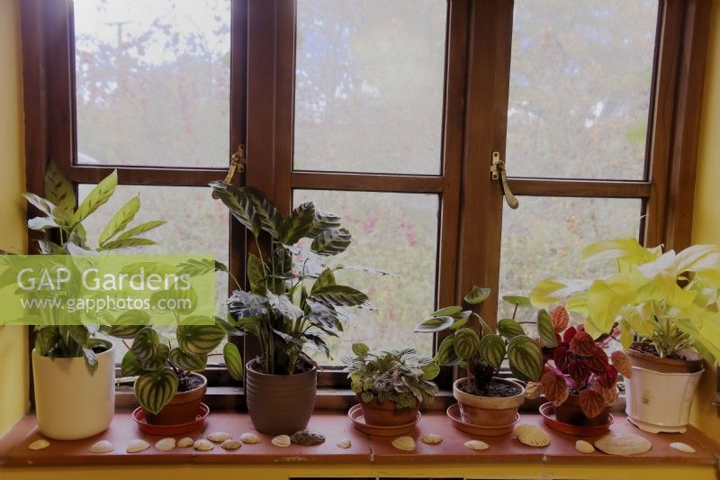 North facing windowsill in winter with Philodendron, Calathea, Peperomia and Tradescantia houseplants